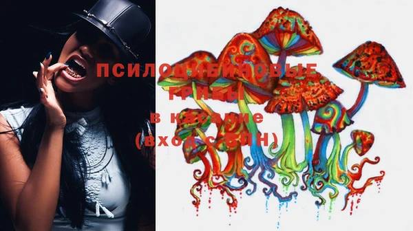 шишки Карпинск